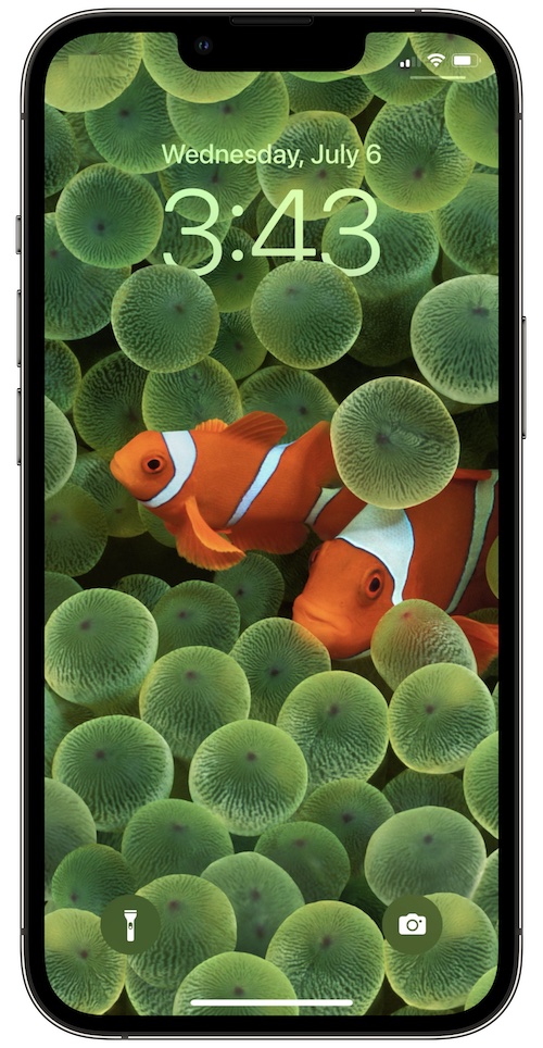 обои рыба-клоун на iPhone 13 Pro