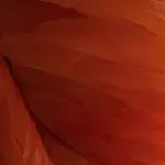 Red Feather Wallpaper