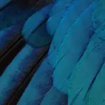 Turquoise Feather Wallpaper