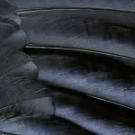 Grey Feather Wallpaper