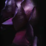 Purple Flower Wallpaper