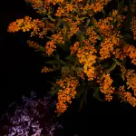 Orange Flower Wallpaper