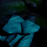 Green Flower Wallpaper