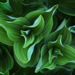 green flower ios background