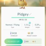 pidgey info page