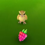 throwing razz berry to pokemon