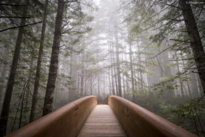 Forest Bridge White Gamut Wallpaper