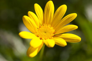 Yellow flower wide gamut photo.