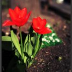 tadaa slr app print screen