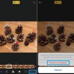 revert to original live photo