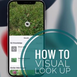 Visual Look Up On iPhone