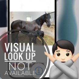 Visual Look Up Not Working
