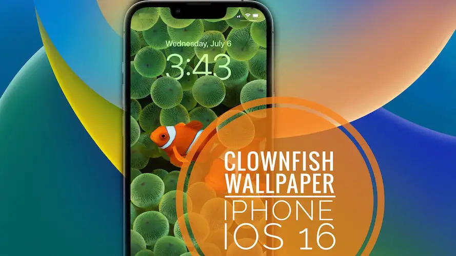 Clownfish wallpaper on iPhone iOS 16