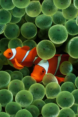clownfish wallpaper for iphone